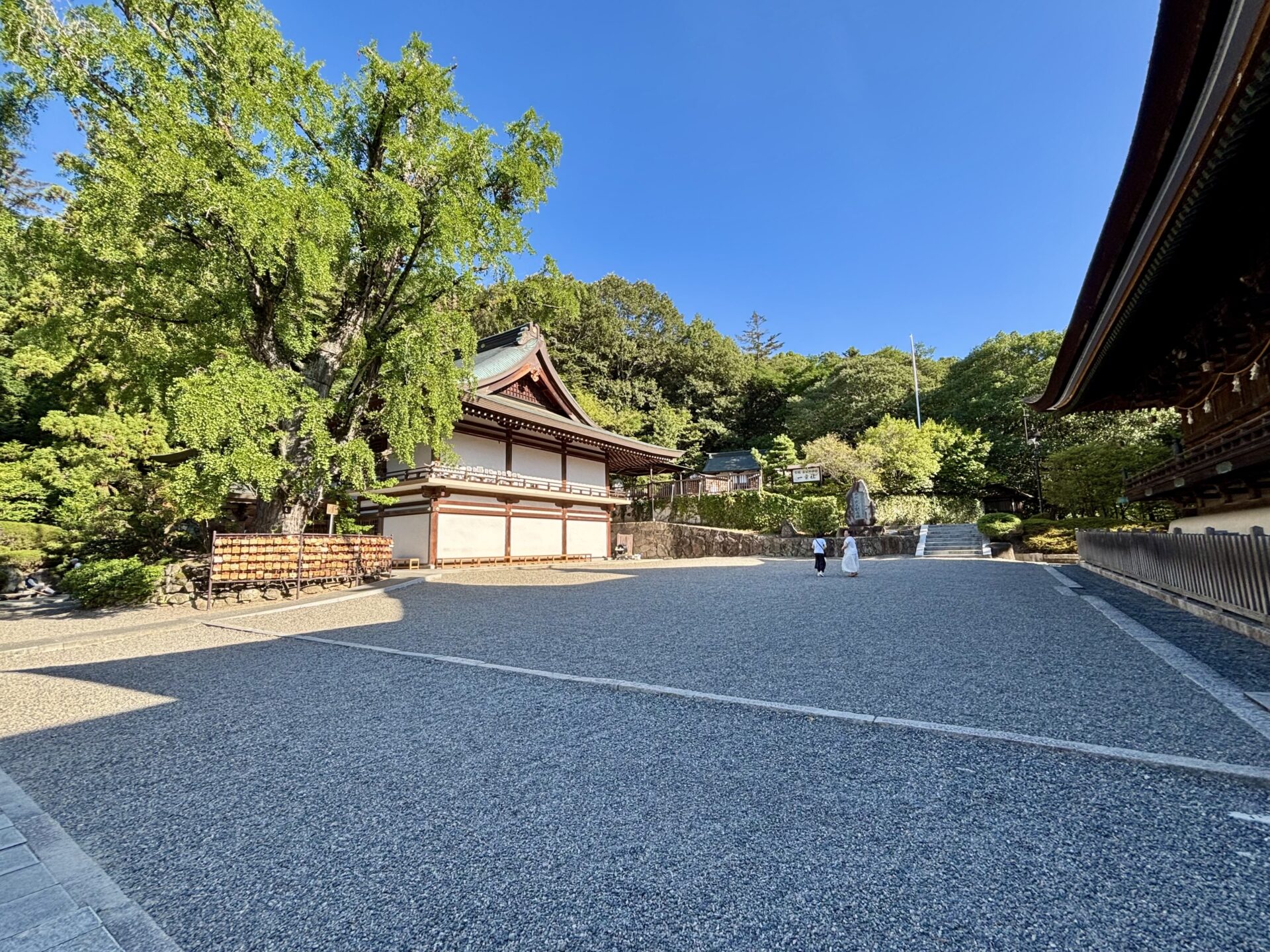 本殿横の広場と大銀杏