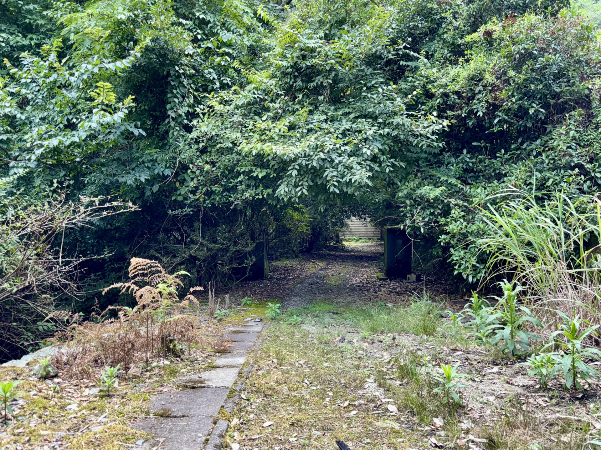 木々の奥の建物