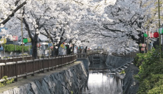 【高松市太田下町】夜桜で超話題の『鹿の井出水』へあえて早朝特攻！清流に舞う桜の絨毯＆巨大錦鯉パレードを一眼レフで完全激写レポ！