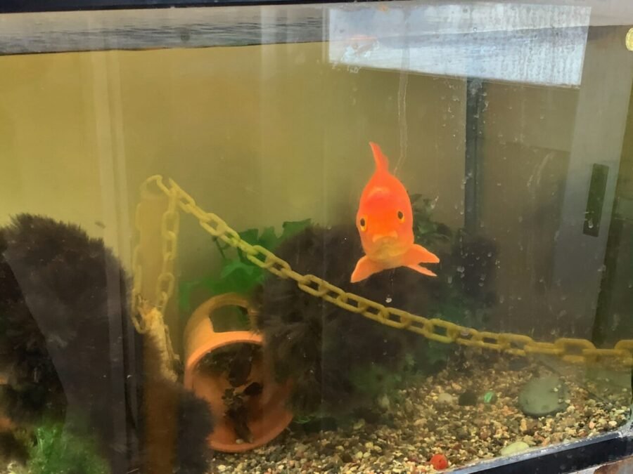 お手洗いの金魚