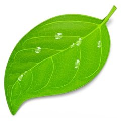 Coda2icon