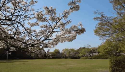 【高松市仏生山】花見の定番・トリム広場だけじゃない！仏生山公園「西側エリア」で発見した極上桜の穴場＆熾烈な場所取り合戦レポ！