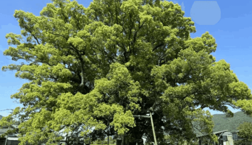 徳島県三好郡東みよし町にある樹齢1,000年超の巨木「加茂の大クス」を訪問ッ！
