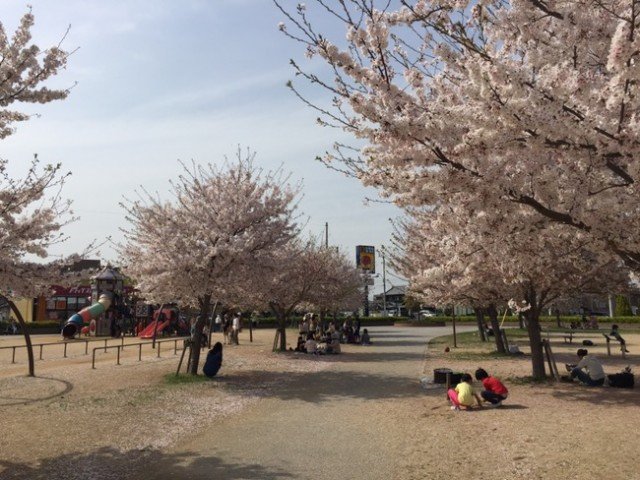 木太中央公園の桜並木