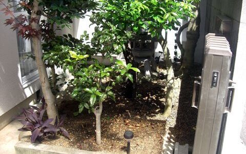 庭木の手入れ開始