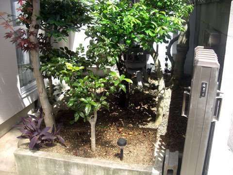 木を切る前