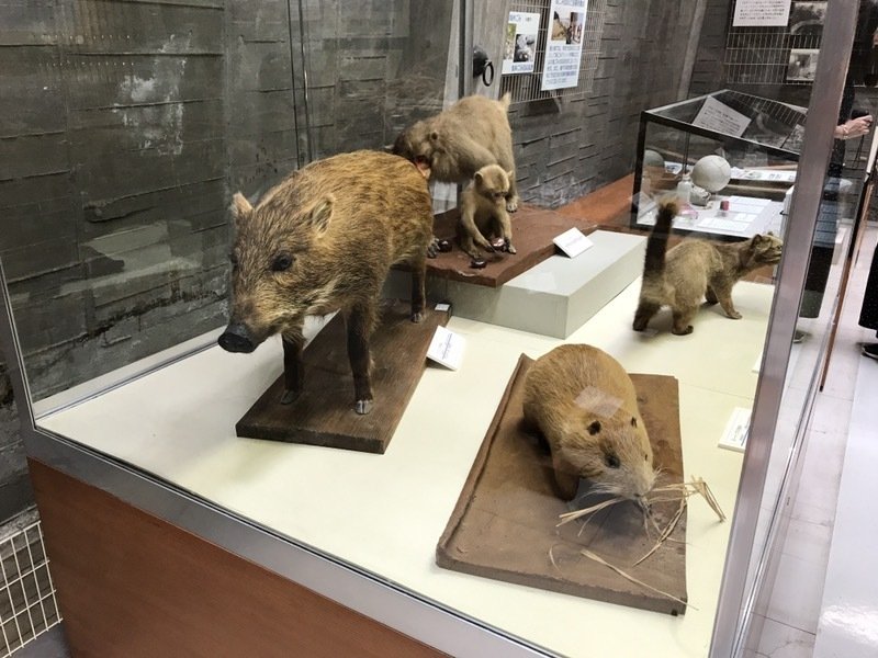 動物のはく製展示