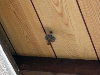 玄関横の軒下にアシナガバチの巣が出来てたので壊した