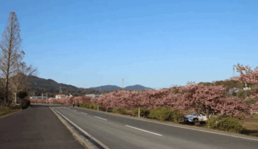 【東かがわ市】ソメイヨシノをフライング撃破！ピンクが濃すぎる『湊川河津桜ロード』で春の先取り＆約80本の桜トンネル爆笑激写レポ！