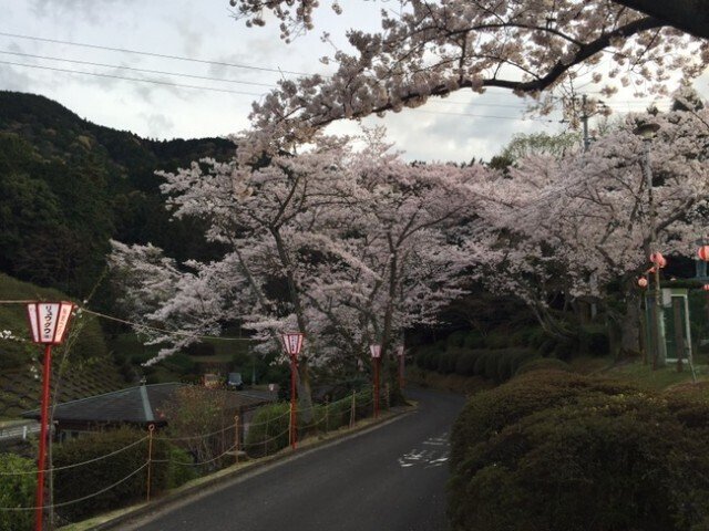 公園入口付近の道路沿いの桜
