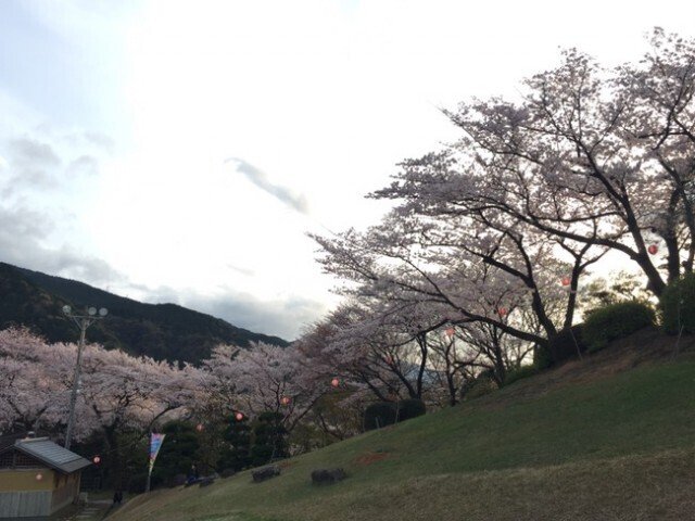 斜面に咲く桜