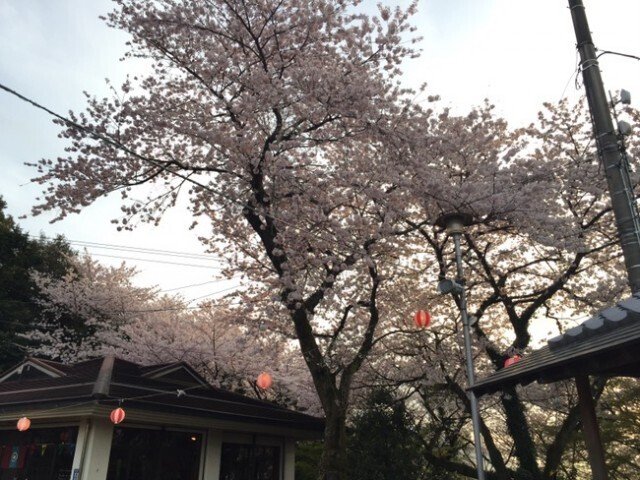 立派な桜と売店