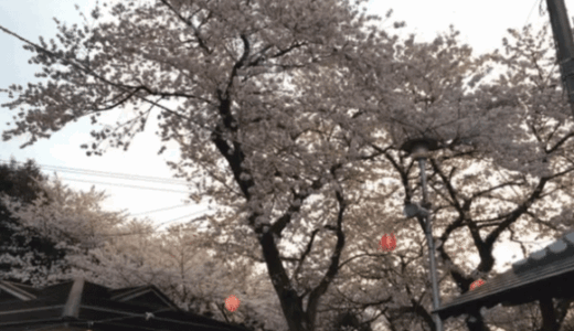 【愛媛県四国中央市】ピンク色の絶景！桜とツツジの名所「三島公園」へ夜桜＆ソリ滑りドライブに行ってきた話！