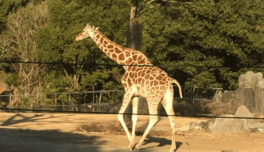 広大な公園でのびのび暮らす動物たちに会いに行こう！高知県香南市野市町『のいち動物公園』訪問ッ！