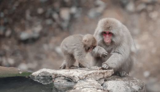 Snow Monkey テーマで記事内に目次を表示する方法