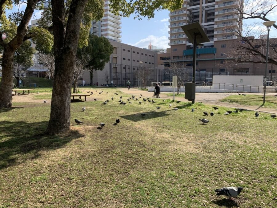 公園の鳩たち